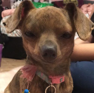 Meet your Posher, Romana